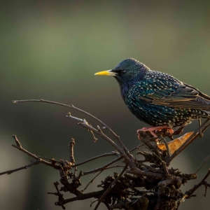 Redwell   27 1 2017   D3s (36 Of 369).jpg